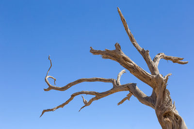 Low angle view of bare tree against clear blue sky