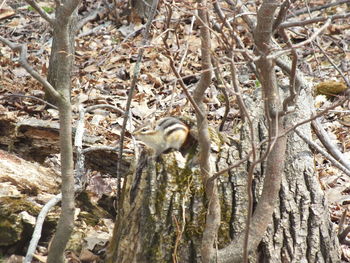 Bird on tree trunk