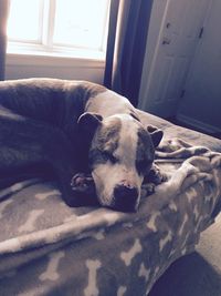 Dog relaxing on bed at home