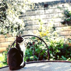 Cat sitting on a tree