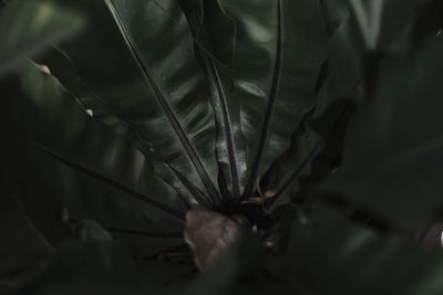 Full frame shot of plants