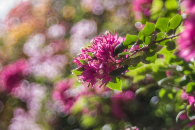 Close-up of pink flowering plant