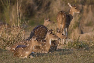 Deer on land in forest