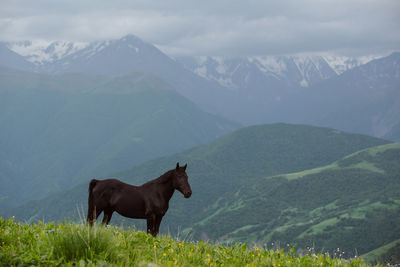 Horse standing in a field