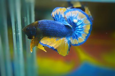 Close-up of fish swimming underwater