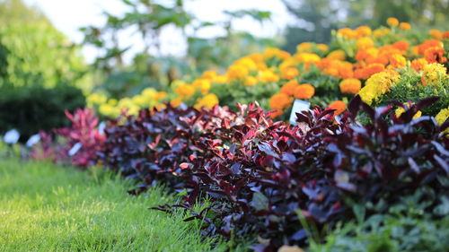 Close-up of flowering plants growing on field