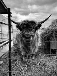 Highland cattle