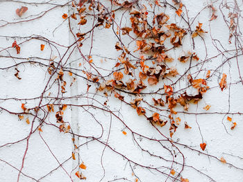 Close-up of dry leaves on branch against wall