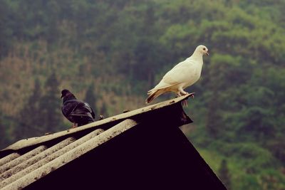 Low angle view of pigeon perching