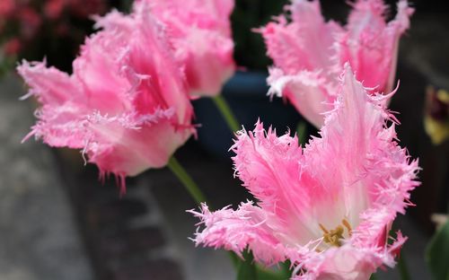 Close-up of pink flowering plant