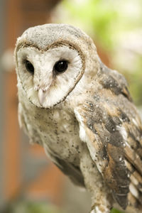 Close-up portrait of owl