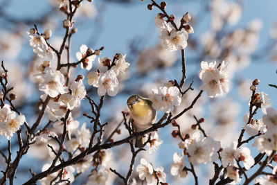 Low angle view of bird perching on tree