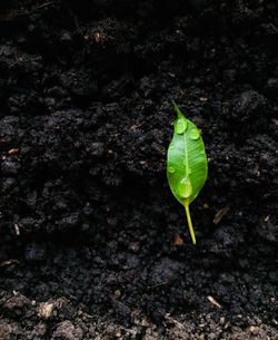 Close-up of green plant