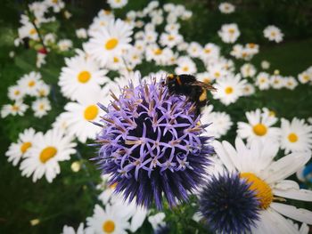 Close-up of bee on purple flowers