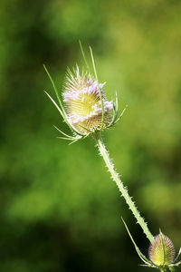 Close-up of dandelion flower