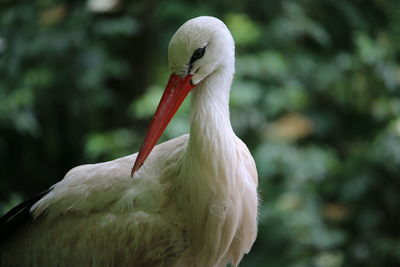 Close-up of beak of stork