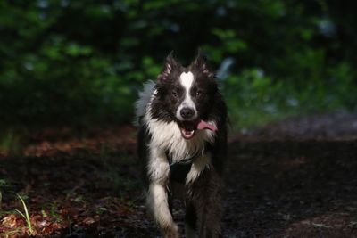 Portrait of dog running