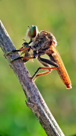 Close-up of bee on branch