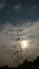 Low angle view of birds flying against sky