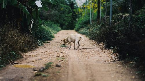 View of a cat on dirt road