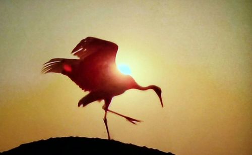 Close-up of a bird flying