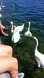 White swan in water