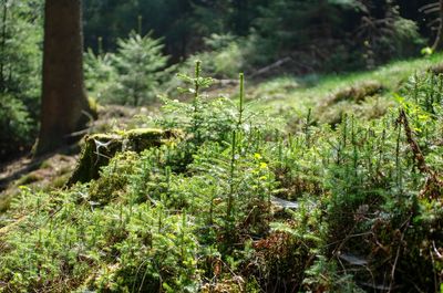 Close-up of plants growing on land