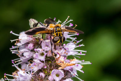 Close-up of bee on flower