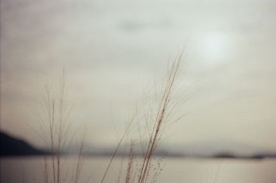 Close-up of plants against sky during winter