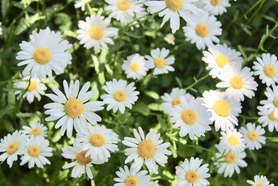 Close-up of white daisy flowers