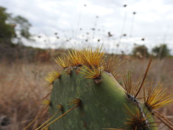 Close-up of cactus plant