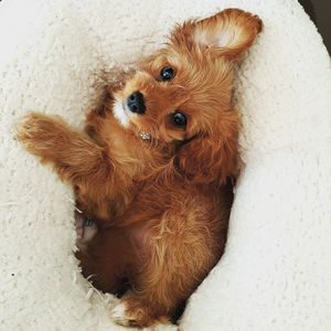 Cavallo cavoodle on bed 