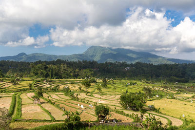 Scenic view of agricultural field against sky