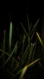 Plants growing in the dark