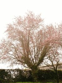 Low angle view of trees against sky