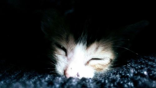Close-up of cat sleeping