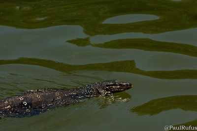 High angle view of crocodile swimming in river