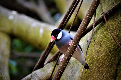 Close-up of bird perching outdoors