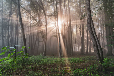 Sunlight streaming through trees in forest