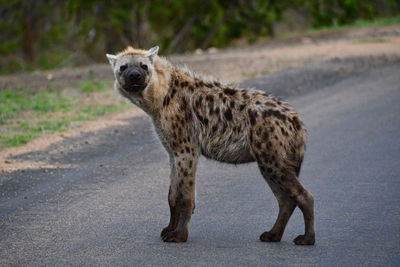 Portrait of lion walking on road