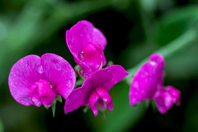 Close-up of water drops on flowers