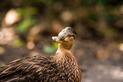 Close-up of a bird looking away