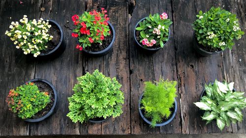 High angle view of potted plants