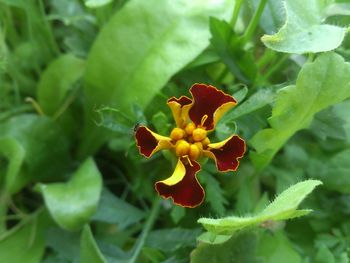 Close-up of red flower