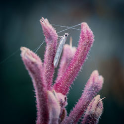 Close-up of insect on pink flowering plant