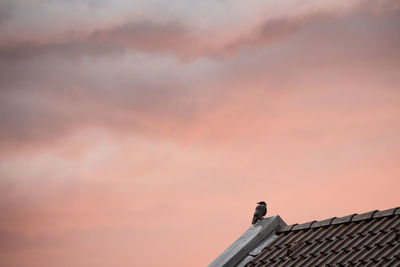 Low angle view of bird perching on roof against sky