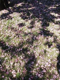 High angle view of purple flowering plants on land
