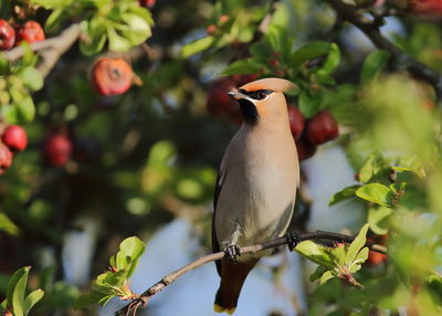 Close-up of bird perching on branch