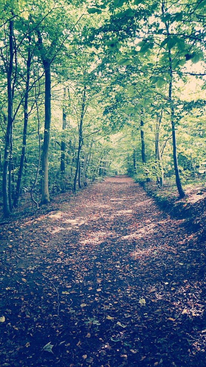 tree, the way forward, forest, tranquility, tranquil scene, nature, tree trunk, autumn, growth, diminishing perspective, beauty in nature, woodland, scenics, dirt road, vanishing point, change, branch, non-urban scene, landscape, leaf