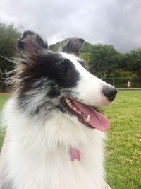 Close-up of dog on field against sky